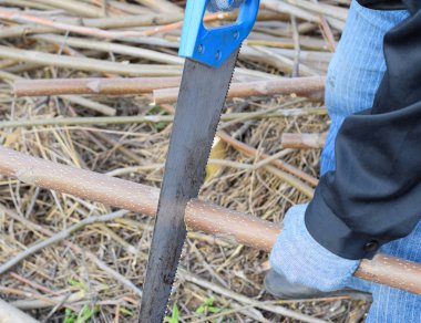 Bir eliyle testere gördüm bir ağaç dalı.