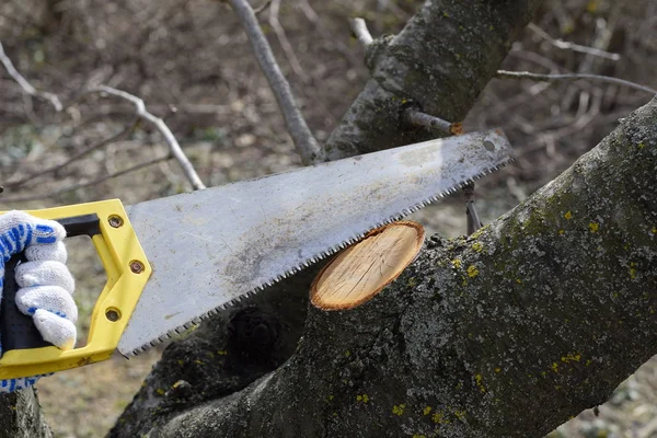 Vi una sierra en la rama cortada. Cortar una rama de árbol con una sierra de jardín manual . — Foto de Stock