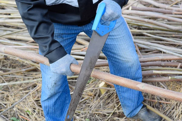 Aserrado con una sierra manual de una rama de madera . — Foto de Stock