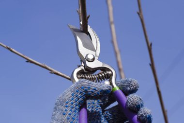 Bir kesici ile süs ağacı. Meyve ağaçları budama bahar.