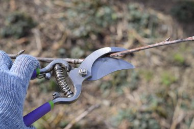 Bir kesici ile süs ağacı. Meyve ağaçları budama bahar.