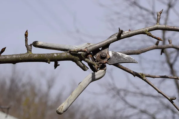 Tijeras de podar colgadas en una rama de pera. Poda de ramas de pera podadoras . — Foto de Stock