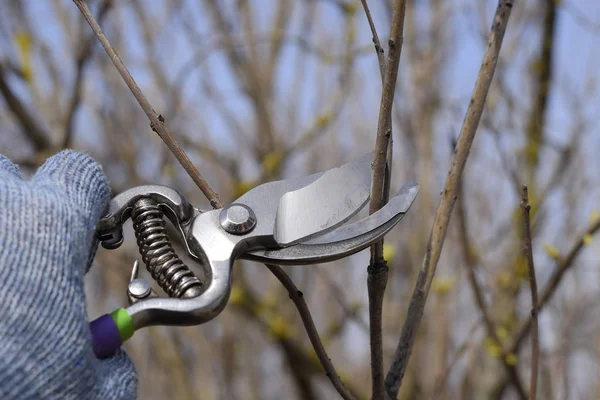 Aparar a árvore com um cortador. Poda de primavera de árvores de fruto . — Fotografia de Stock