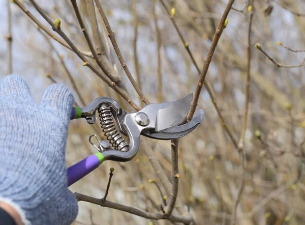 Aparar a árvore com um cortador. Poda de primavera de árvores de fruto . — Fotografia de Stock