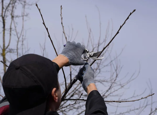 Cortando el árbol con un cortador. Poda de primavera de árboles frutales . — Foto de Stock