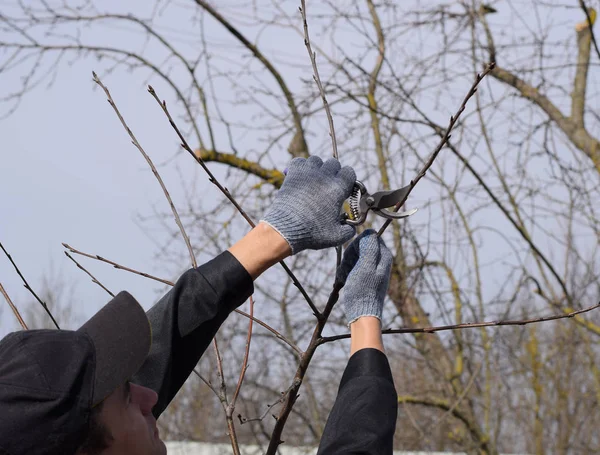 Cortando el árbol con un cortador. Poda de primavera de árboles frutales . — Foto de Stock