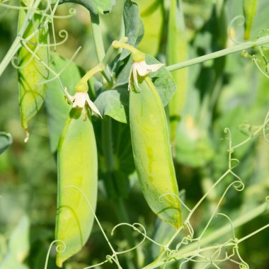 Yeşil bezelye alanında. Bezelye alanında büyüyor. Sapları ve po