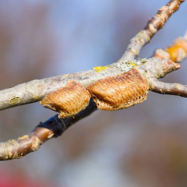 Bir ağacın dalları üzerinde ootheca Peygamber devesi. Böcek yumurta