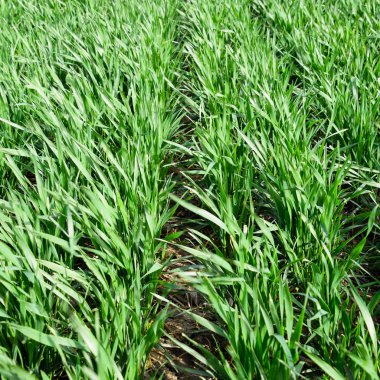 Bahar kış buğday alanı