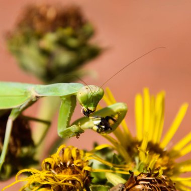 Dişi peygamberdevesi merhametsiz yaban arısı