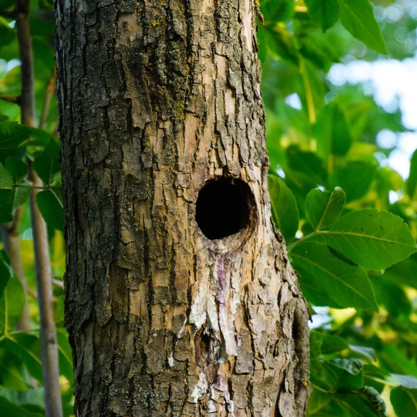 Un hueco en el tronco de un árbol. Un nido natural de aves — Foto de Stock