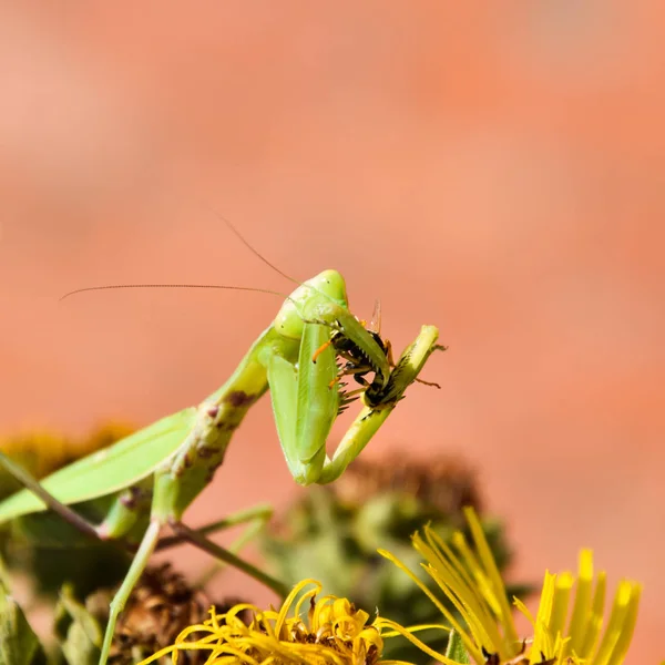 La mantis religiosa hembra devorando avispa — Foto de Stock