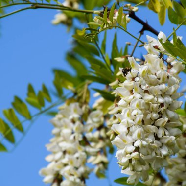Çiçekli akasya beyaz üzüm