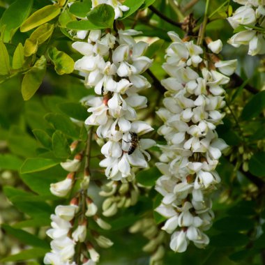 Çiçekli akasya beyaz üzüm