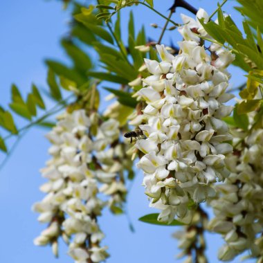 Çiçekli akasya beyaz üzüm