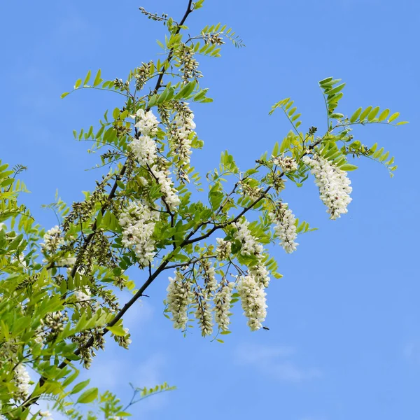 Flowering acacia white grapes — Stock Photo, Image
