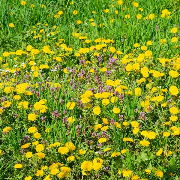 Flowering dandelions in the clearing. Meadow with dandelions. — Stock Photo, Image
