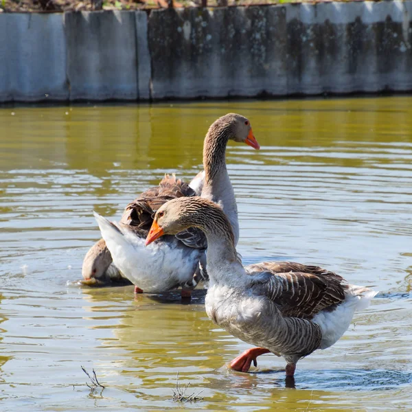 Šedá Husa je domácí. Domácí šedá Husa. Domácí husy — Stock fotografie