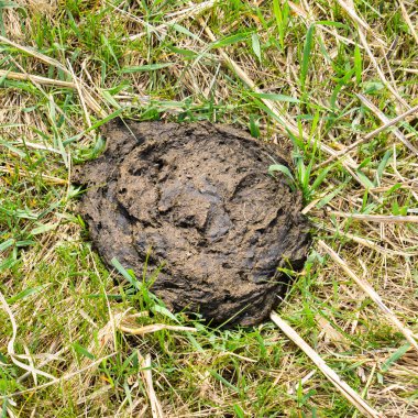 Bir inek pasta çim. Sığır gübresi.