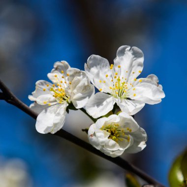 Mavi gökyüzüne karşı kiraz çiçekleri açar
