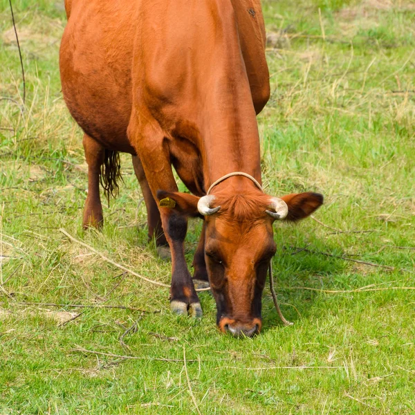 Bir inek bir çayırda otlatma. Kahverengi inek fiel çim yeme — Stok fotoğraf