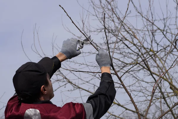 Cortando el árbol con un cortador. Poda de primavera de árboles frutales . — Foto de Stock