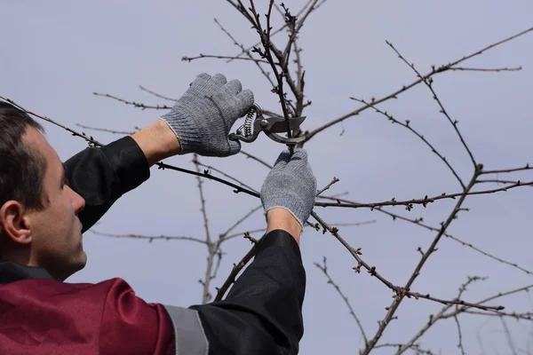 Cortando el árbol con un cortador. Poda de primavera de árboles frutales . — Foto de Stock