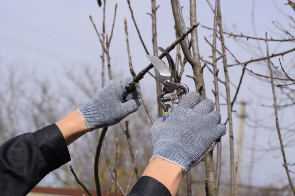 Cortando el árbol con un cortador. Poda de primavera de árboles frutales . — Foto de Stock