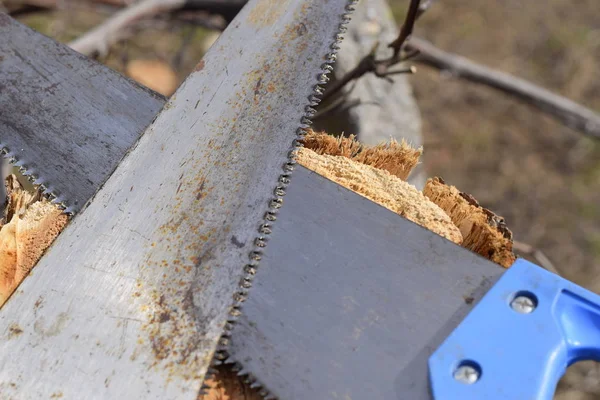 Two saws hacksaws lie across. Garden tool saw.