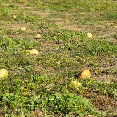Terk edilmiş bir alan karpuz ve kavun. Çürük karpuz
