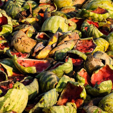 Karpuz çürüyen yığın. Karpuz kabuğu. Terk edilmiş bir alan