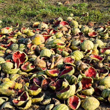 Karpuz çürüyen yığın. Karpuz kabuğu. Terk edilmiş bir alan