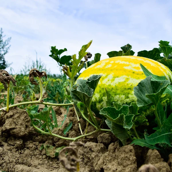 The growing water-melon in the field