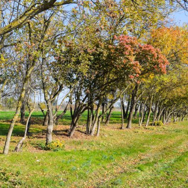 Sonbaharda yol boyunca orman. B yapraklarda sararma