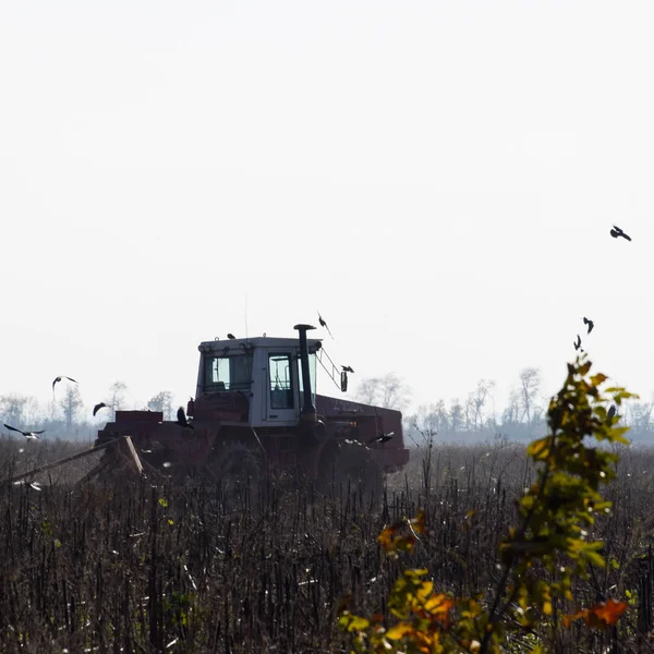 Tractor arando un campo y cuervos volando a su alrededor en busca de — Foto de Stock
