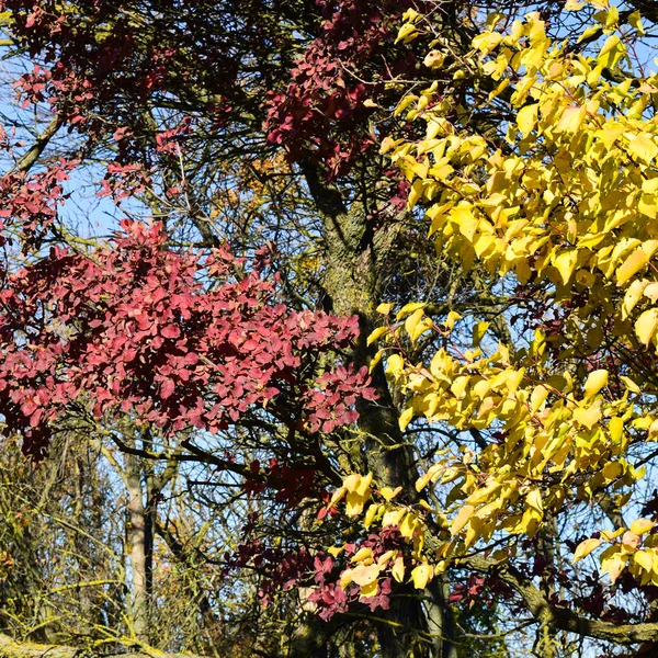 Folhas coloridas de cotinus coggygria e damasco — Fotografia de Stock