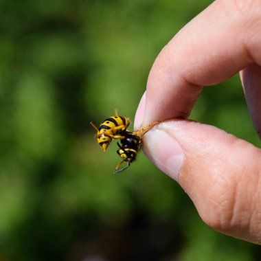 Parmaklarında ortak WASP