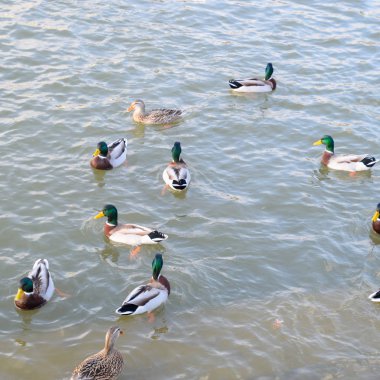 Gölde yüzmeye ördekler. Vahşi yeşilbaş ördek. Kadın ve erkek ördek