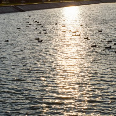 Gölde yüzmeye ördekler. Vahşi yeşilbaş ördek. Kadın ve erkek ördek