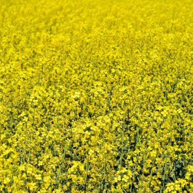 Rapeseed alanı. Tecavüz çiçeklerin arka planı. Çiçekli tecavüz t