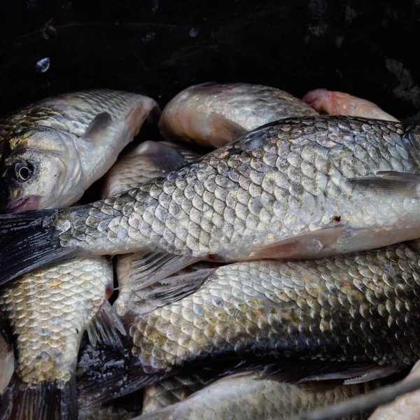 Nehir balık makro fotoğraf. Balık yakalamak. Sazan ve sazan. Ot balık.