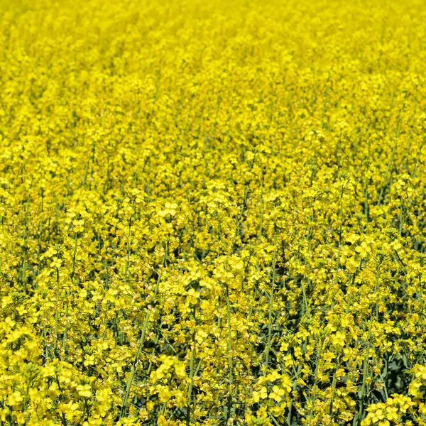 Rapeseed field. Background of rape blossoms. Flowering rape on t — Stock Photo, Image