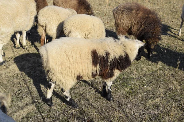 Goats and sheep small horned scones on pasture — Stock Photo, Image