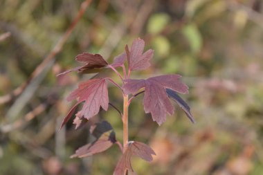 Altın frenli kızarıklık yaprakları. Sonbahar yaprağı rengi