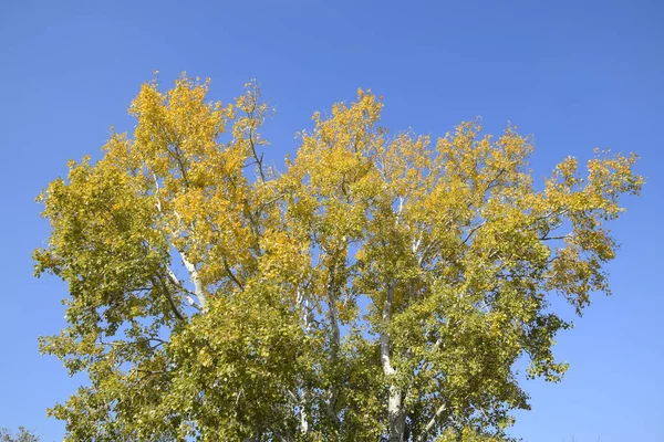 Срібна тополя в осінній фарбі на тлі блакитного неба — стокове фото
