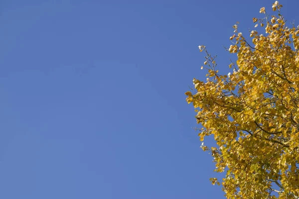 Pioppo argento in vernice autunnale contro il cielo blu — Foto Stock