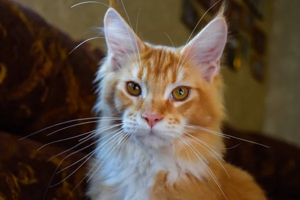 Riesige Maine Coon Katze. mainecoon cat, Zucht von reinrassigen Katzen zu Hause — Stockfoto