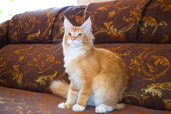 Giant maine coon cat. Mainecoon cat, Breeding of purebred cats at home