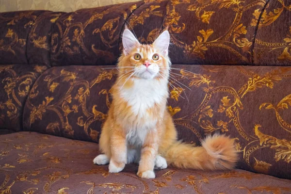 Gato mapache gigante. Gato Mainecoon, Cría de gatos de raza pura en casa — Foto de Stock