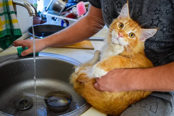 Gato mapache gigante. Gato Mainecoon, Cría de gatos de raza pura en casa — Foto de Stock